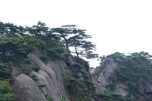 峻峭山峰上的葱郁松树
