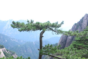 黄山奇峰间的孤松