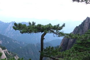 黄山奇峰上的孤松