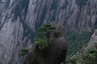 黄山奇峰上的孤松