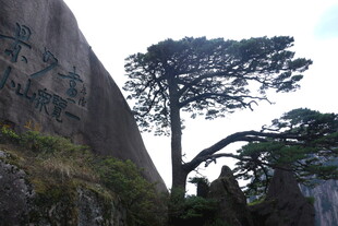 峭壁旁挺立的孤松