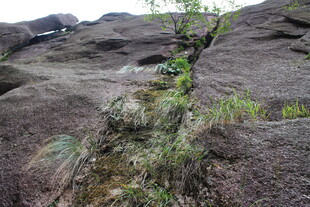石缝中顽强生长的绿色植物