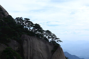 悬崖峭壁上的孤松