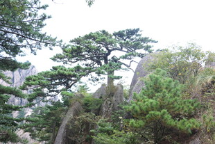 山林间挺拔的松树景观