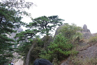 山间苍松挺立的秀丽景致