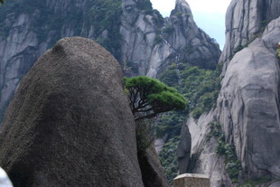 黄山奇峰间的孤松美景