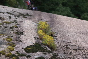攀岩者攀登布满苔藓的岩壁