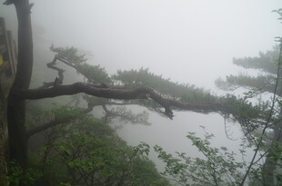 雾中苍松展独特风姿