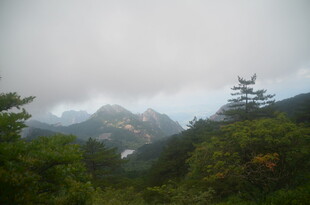 云雾缭绕的山林景致