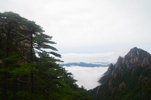 黄山云海中的峻岭与苍松