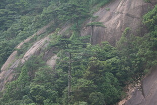 山林覆盖的陡峭岩石景观