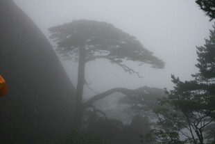 雾中孤松 山林朦胧景致