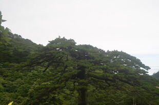 山林中的挺拔树木