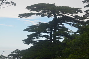 挺拔松树傲立山林