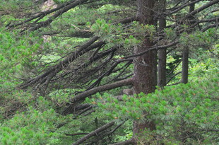 茂密森林中的树木枝叶