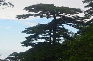 挺拔松树傲立山林