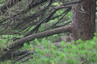 森林中交错的枝干与绿植