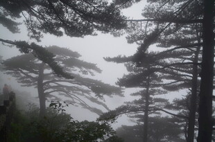 雾中松林美景