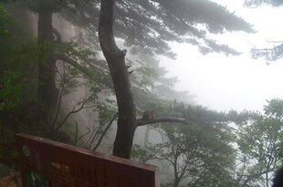 山间雾中景 林木伴栈道