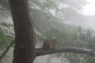树枝上的小松鼠