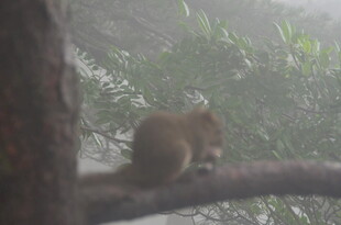 树枝上的小动物