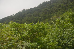 绿意盎然的山间植被