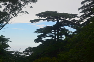 山林中的挺拔松树