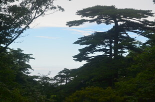 山林中挺拔的高大树木