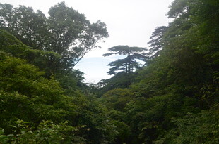 茂密山林绿意盎然景象