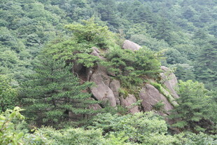 山林间的嶙峋岩石与绿树