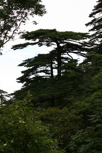 山林中的挺拔松树