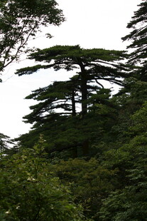 山林中的挺拔松树