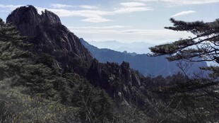 壮丽山景与挺拔树木