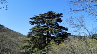 山林中的挺拔松树