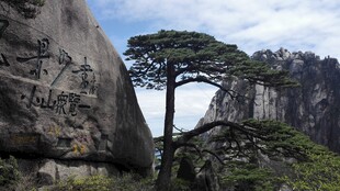 黄山奇松屹立于山石间