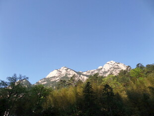 雪山下的葱郁山林