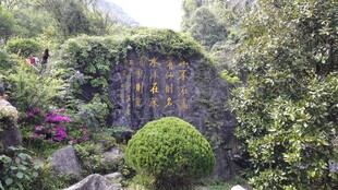 绿意盎然的花园景观