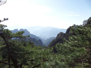 黄山美景 山峦与松林