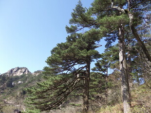 山间挺拔松树风景