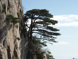 悬崖峭壁上的孤松