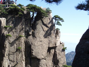 悬崖峭壁上的顽强松树