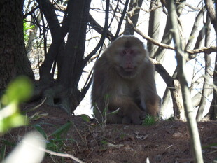 林间猴子