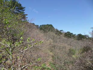 山林景致 绿意盎然