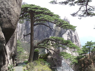 黄山峭壁旁的挺拔松树