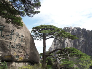 黄山奇峰旁的挺拔松树