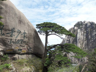 黄山奇松屹立于山石间