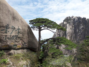 黄山奇松屹立于山石间