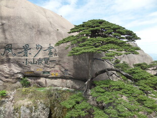 黄山奇松屹立于山石旁