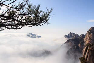 黄山云海中的苍松美景