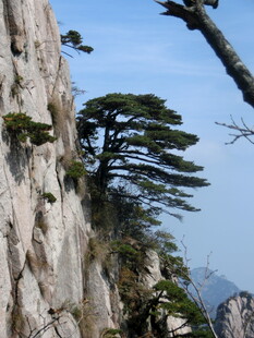 悬崖峭壁上的挺拔松树